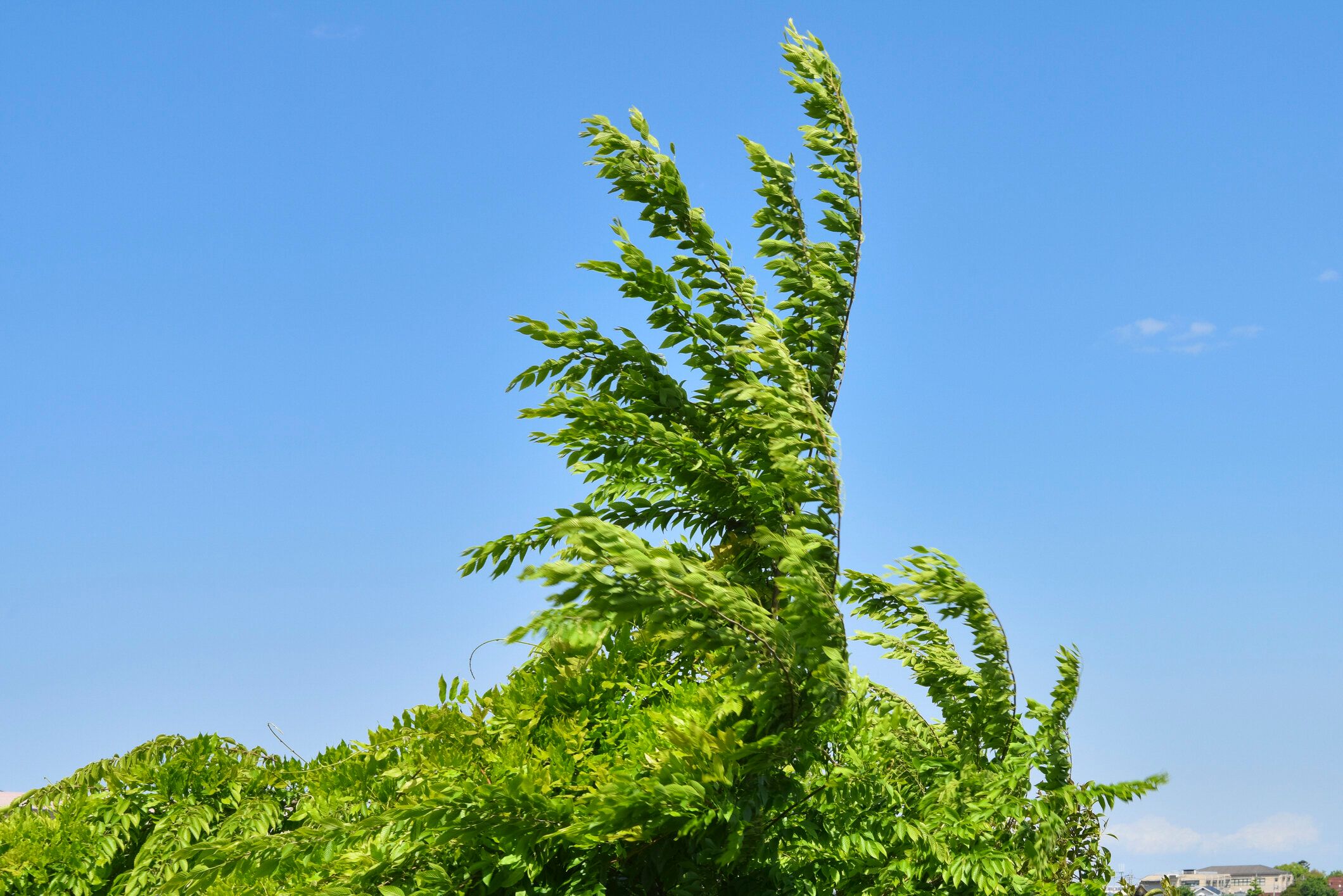 強風に揺れる植物