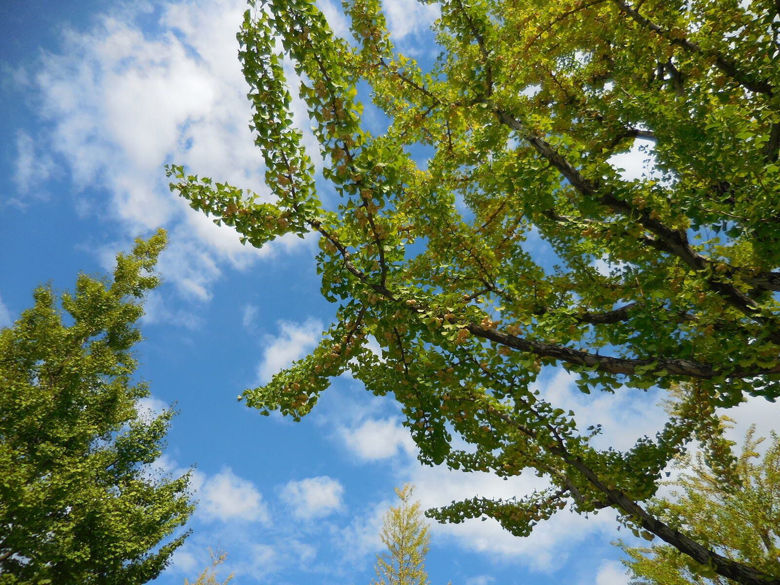 青空と木の枝葉