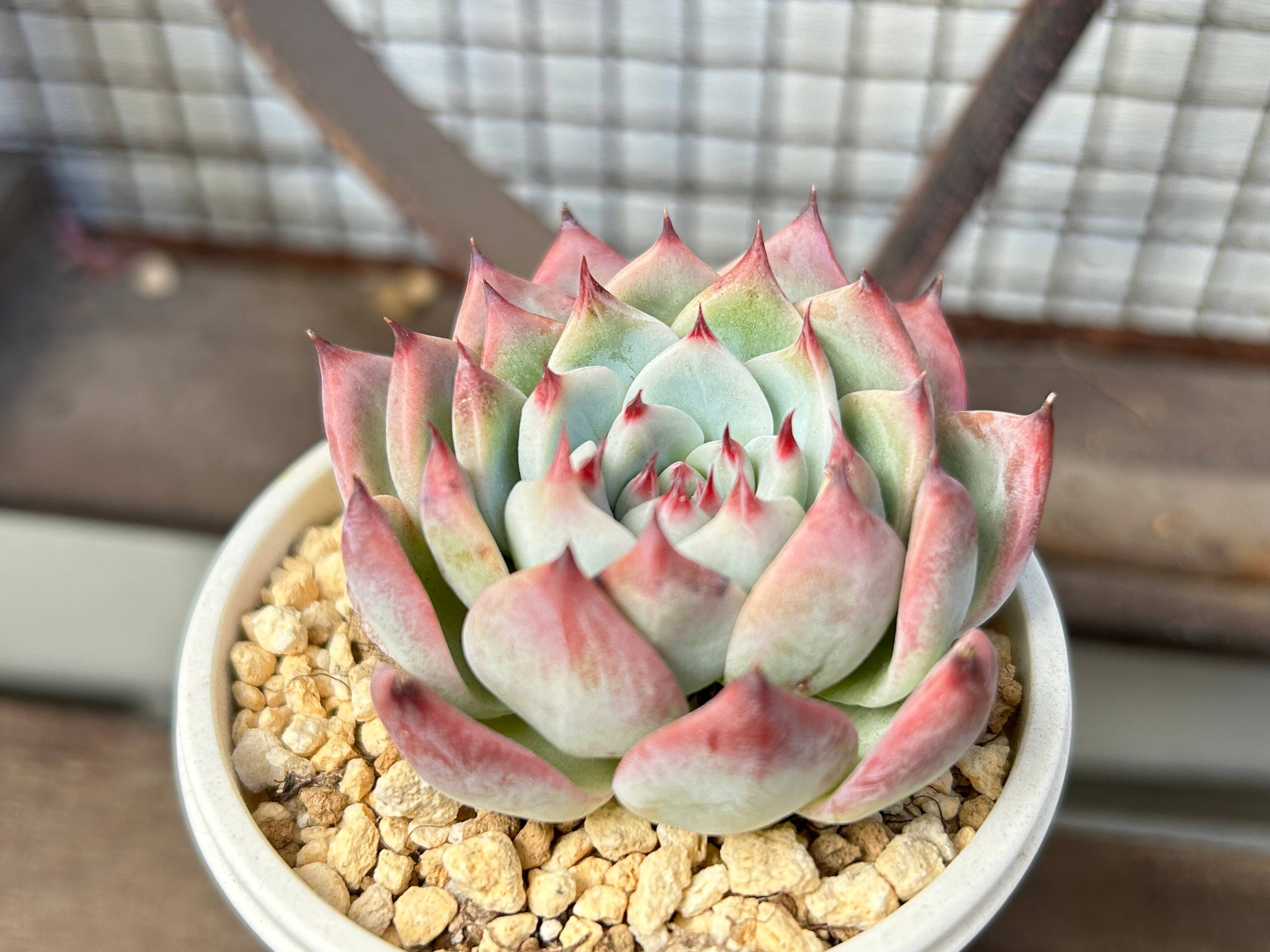 多肉植物 桃太郎