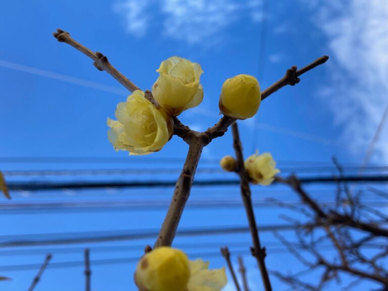 食生活のプロが注意！こごえる季節に足りないと困るビタミンとは