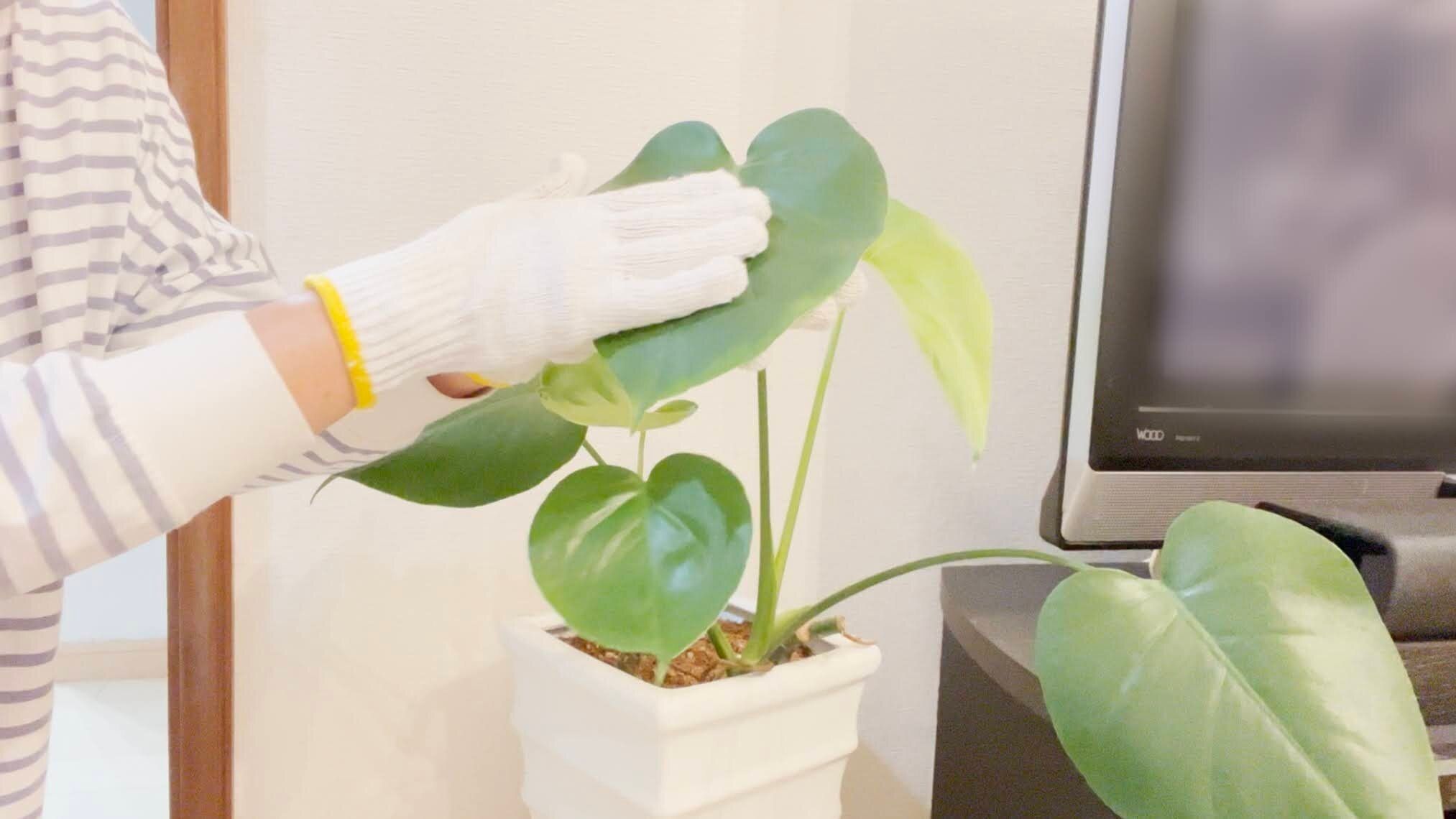 観葉植物のお手入れ