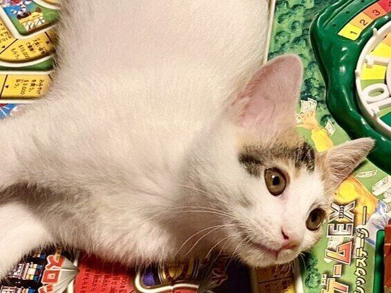 家族の「人生」をメチャクチャにするネコちゃんに13万件のいいね。何をしてもかわいければ問題なし!?