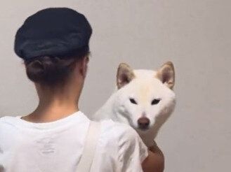 絶対に視線をそらしたくない柴犬。飼い主さんが視界を遮ろうとする度に華麗な動きでよける姿がかわいすぎる