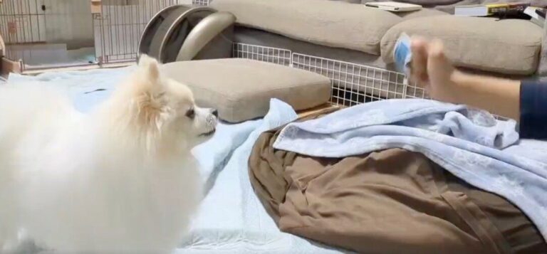 手品に驚くわんこ。人間みたいに二度見する完璧なリアクションに「かわいい」が止まらない！