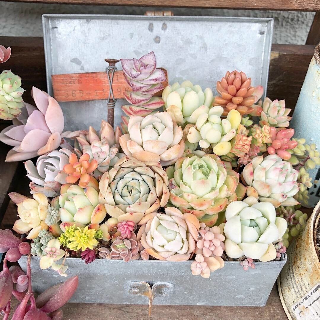 多肉植物 おすすめスポット