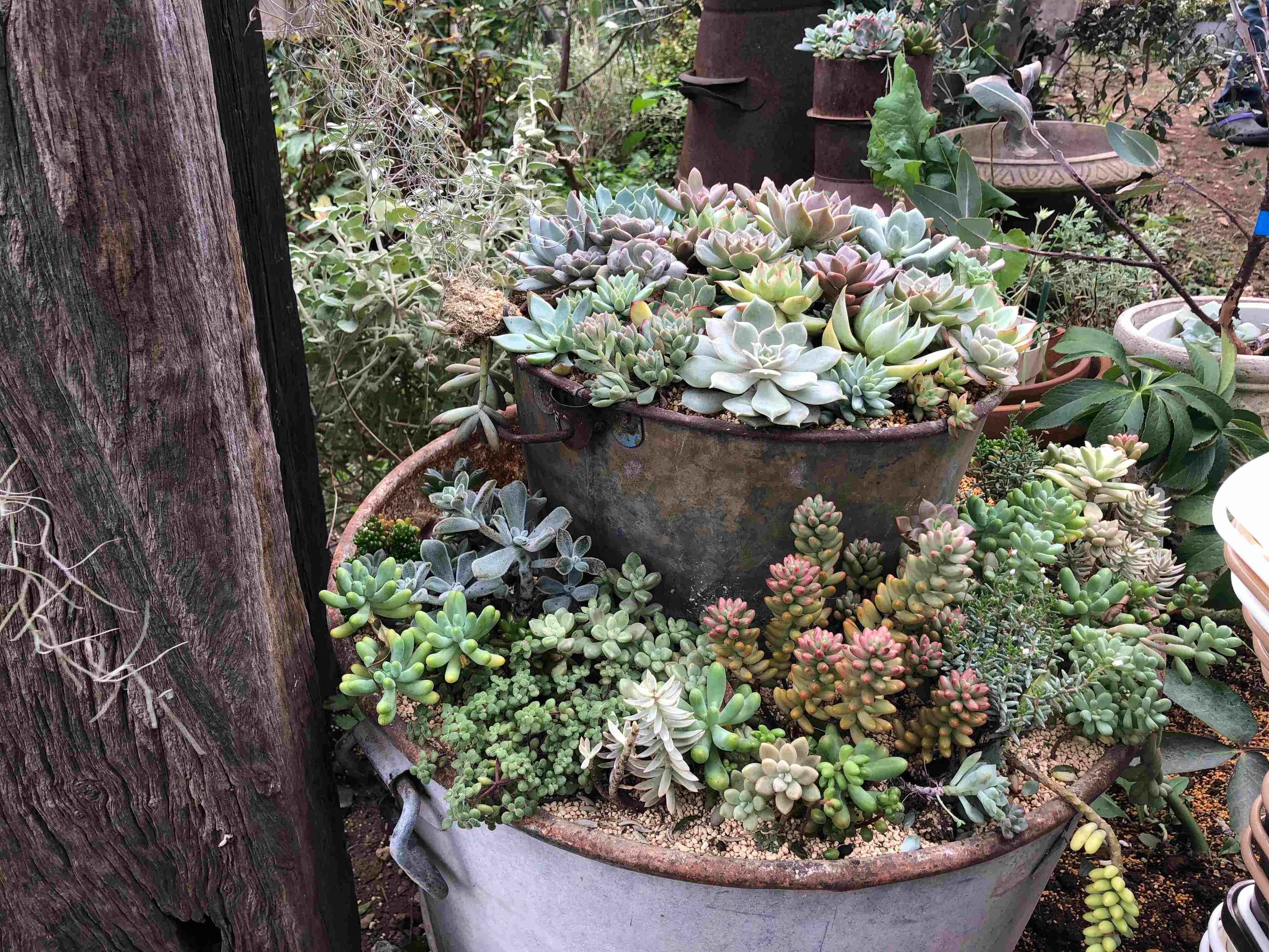 多肉植物 おすすめスポット