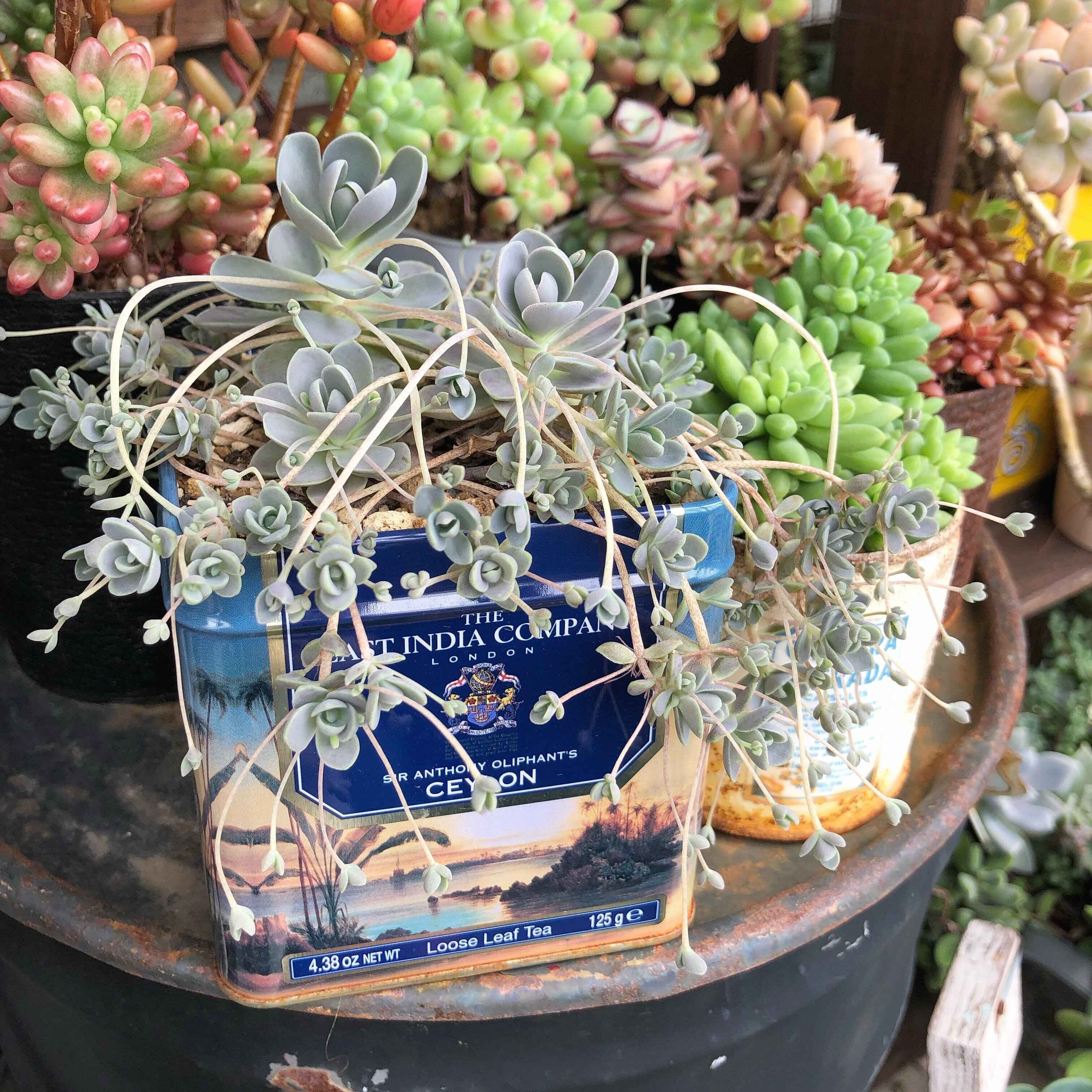 多肉植物 穴場スポット