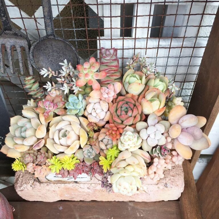 【多肉植物】今年こそデビュー！多肉植物を冬から始める3つのメリット