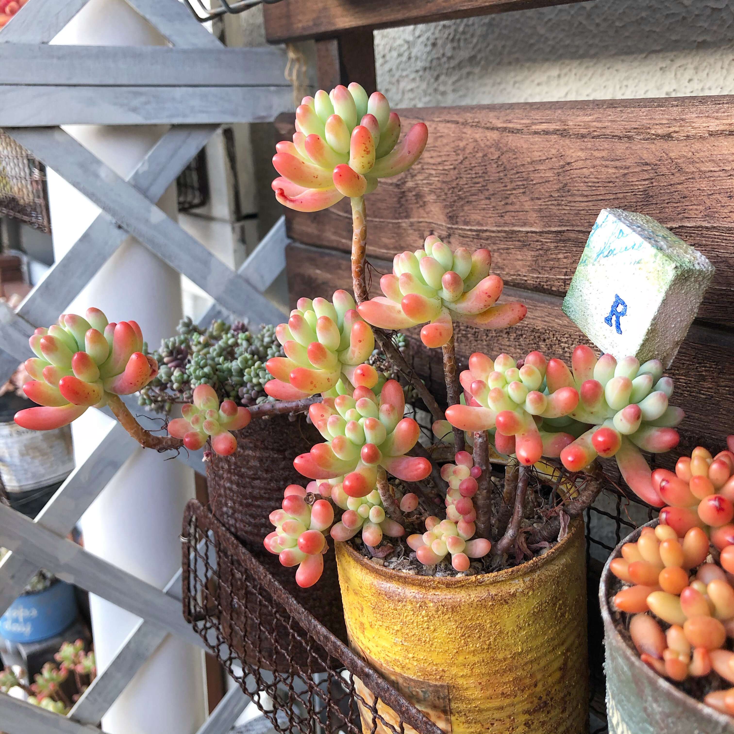 多肉植物　冬　紅葉