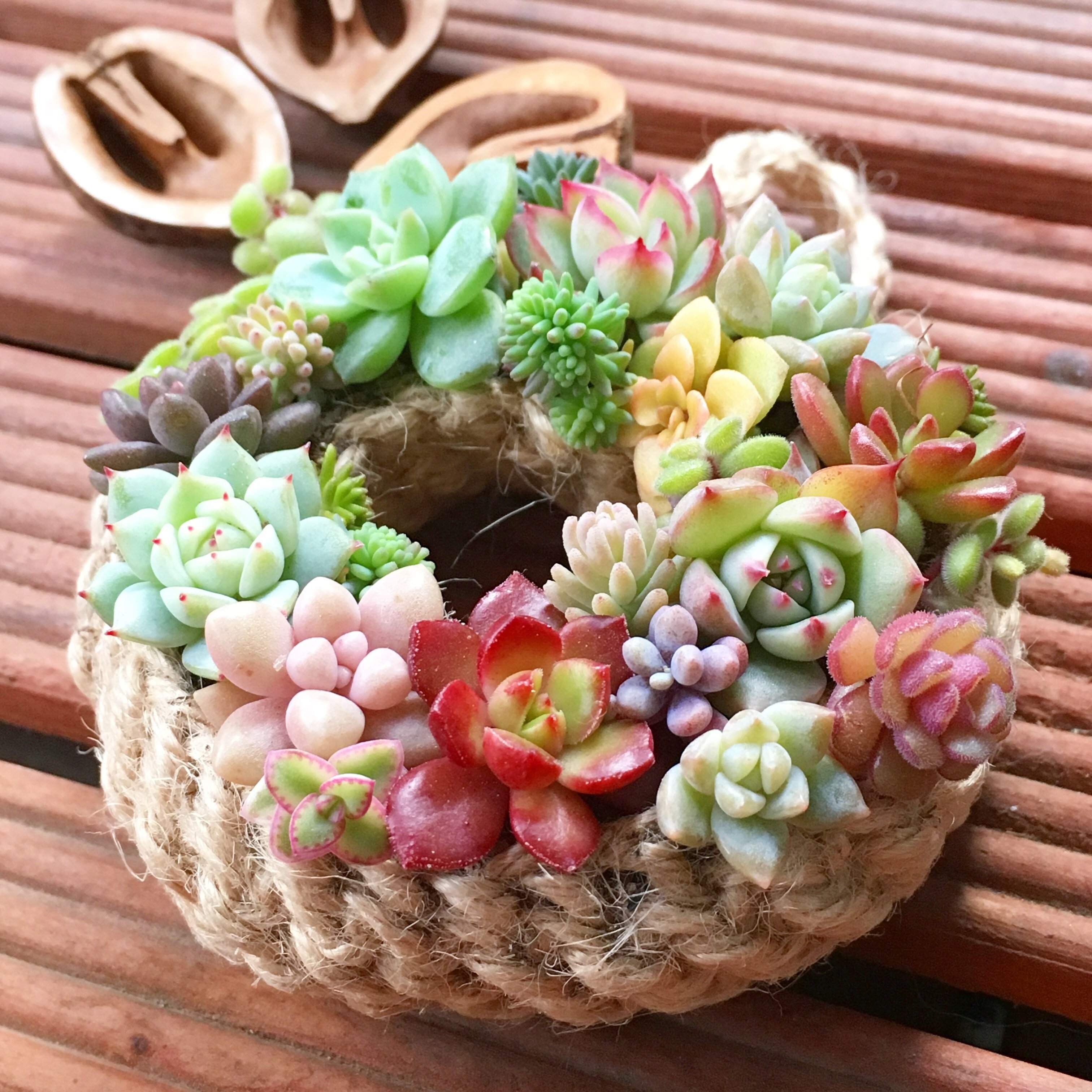 多肉植物　冬　寄せ植え