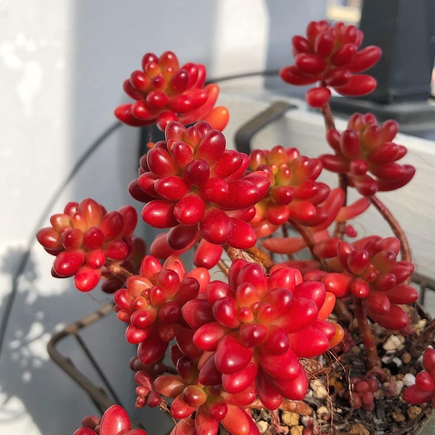 多肉植物 虹の玉