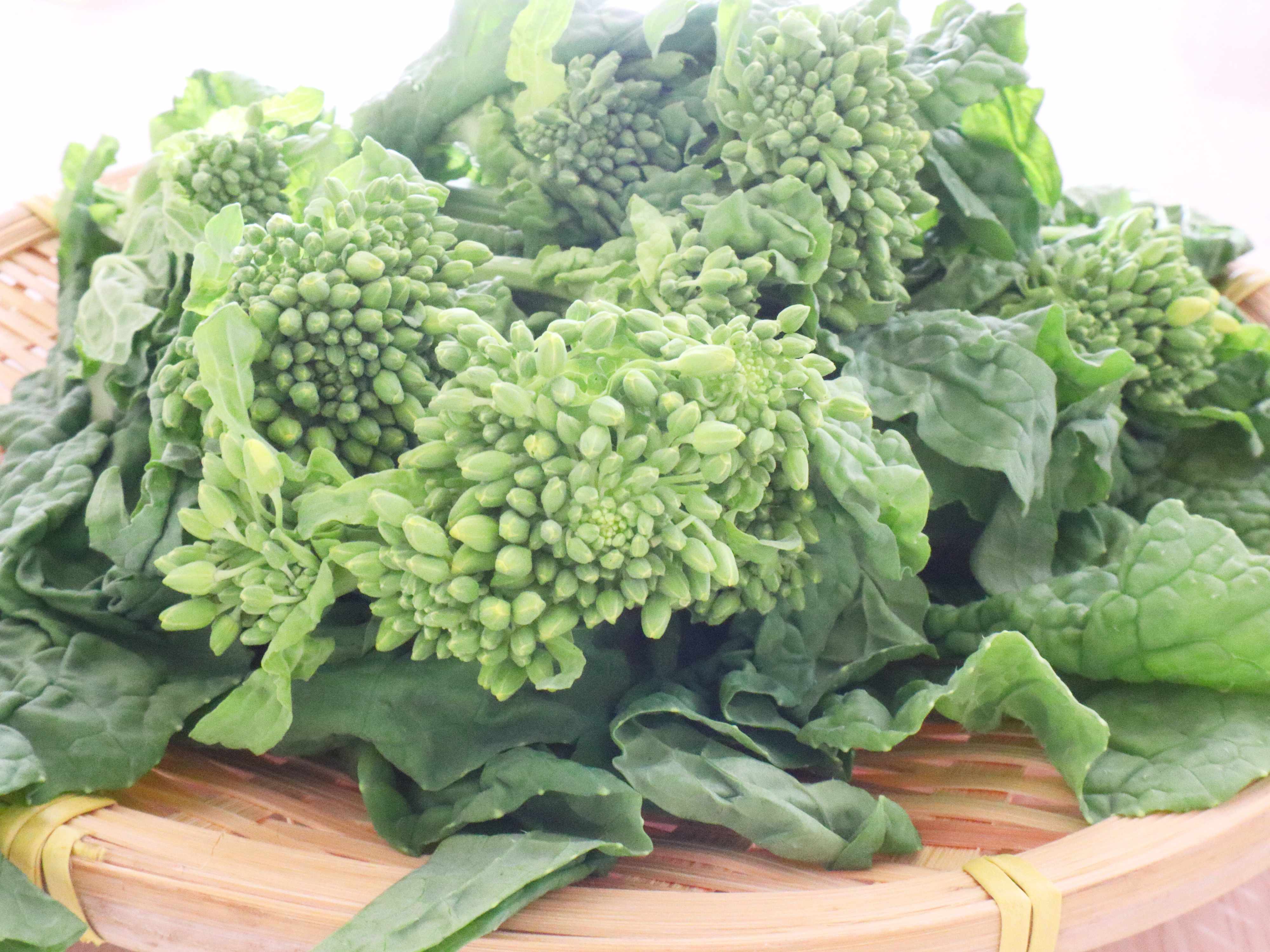 つぼみがキュッとしまっている