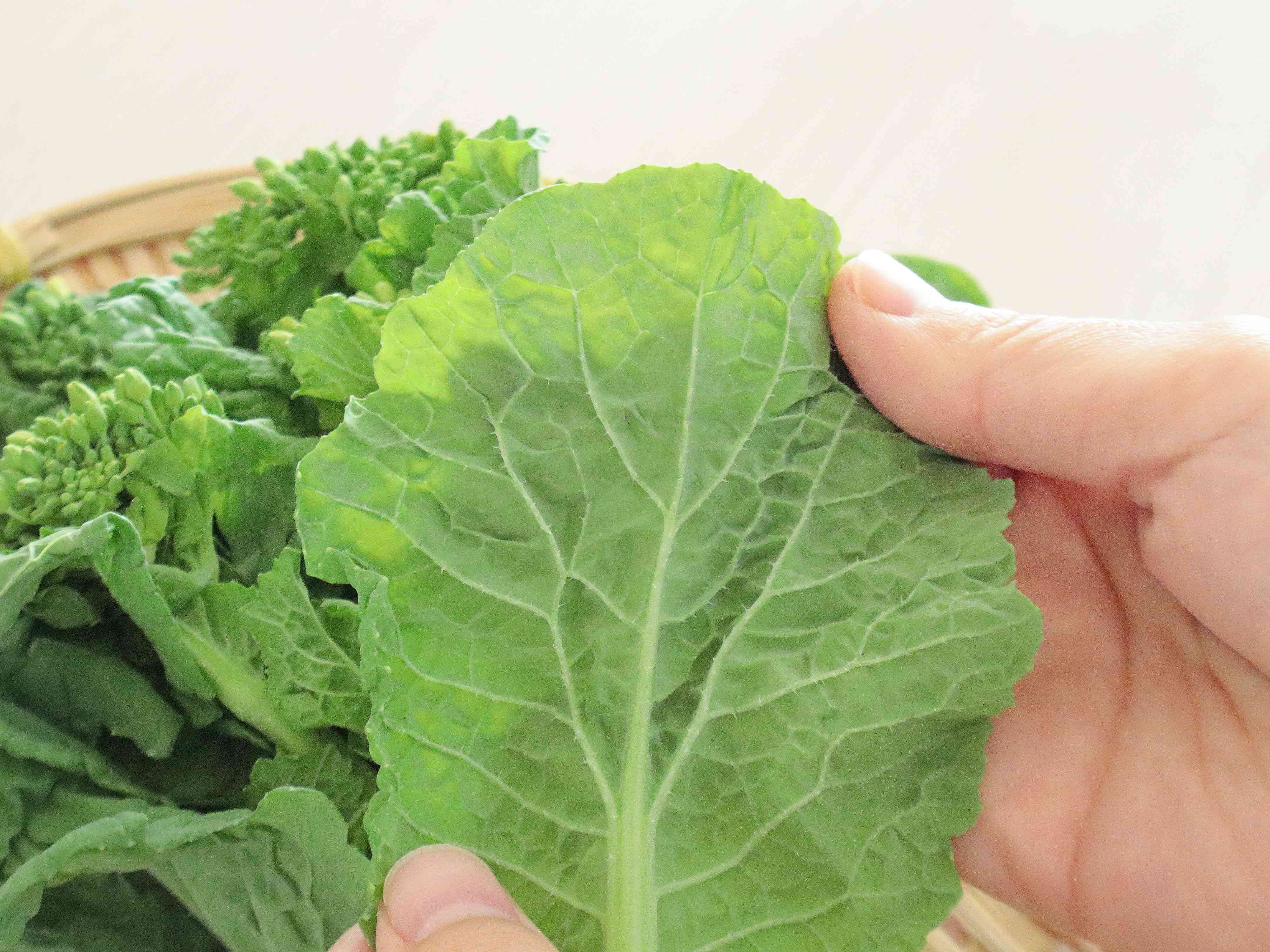 葉が濃い緑色で葉脈がくっきり