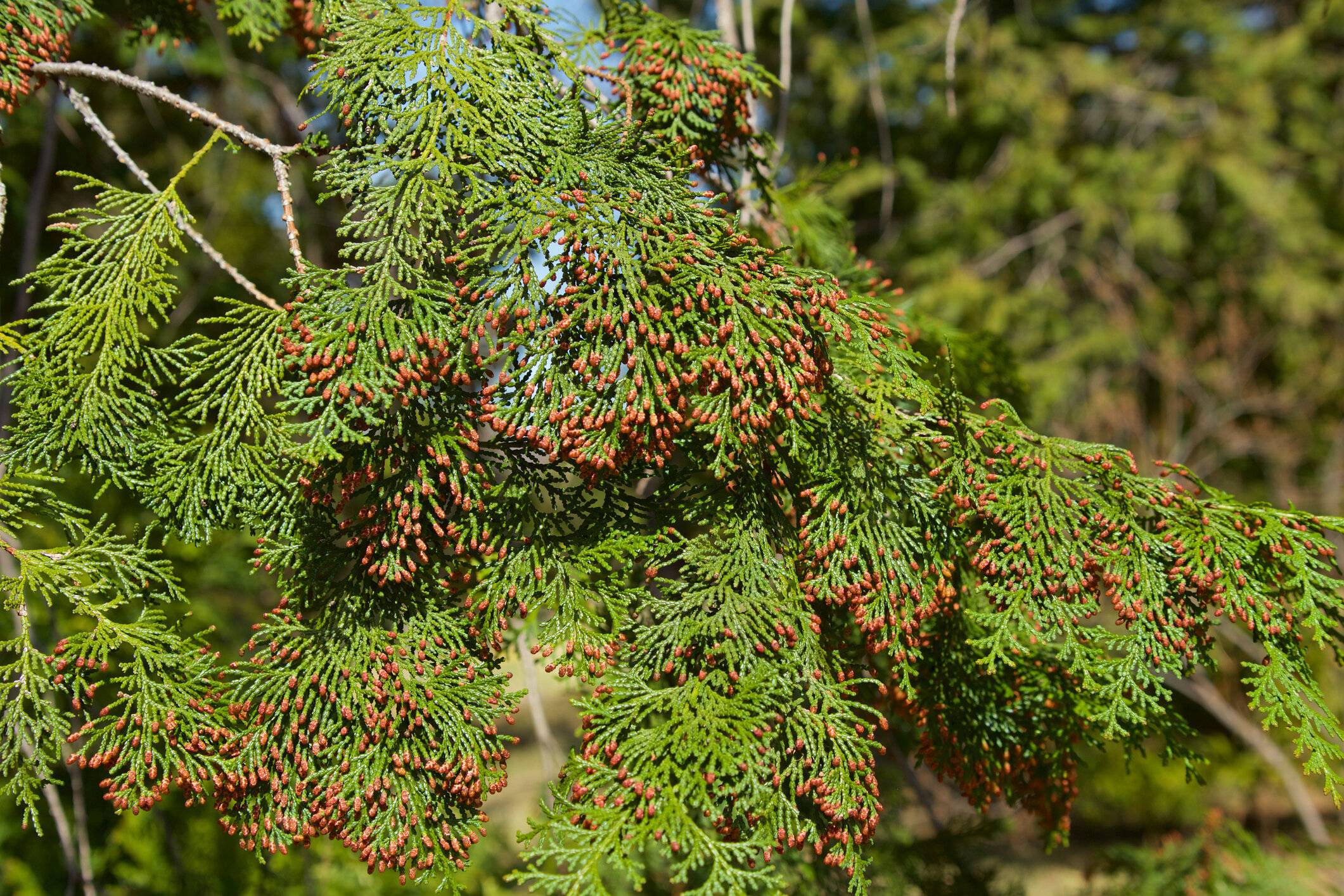 春には多くのヒノキの花の芽。