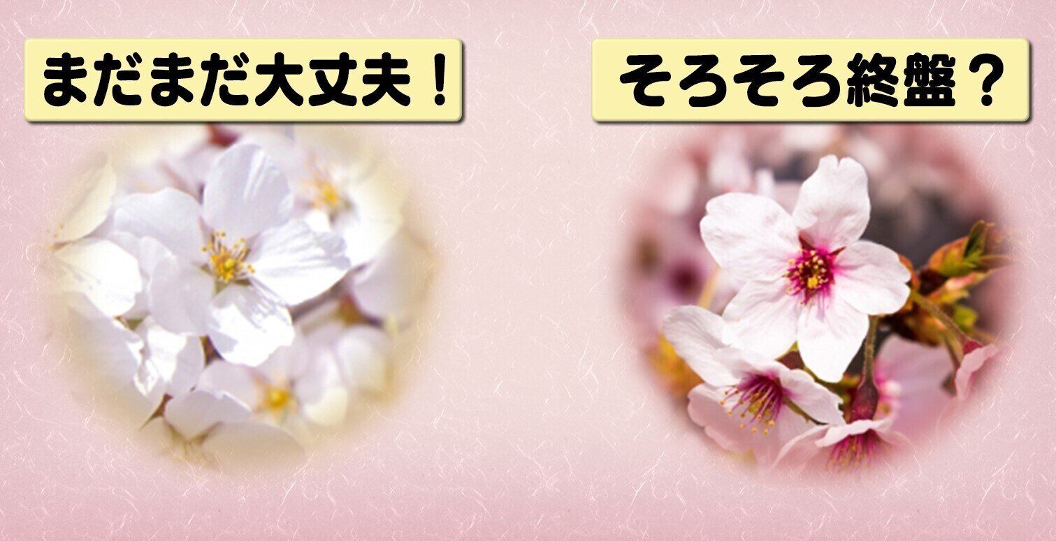 桜の花の注目ポイント