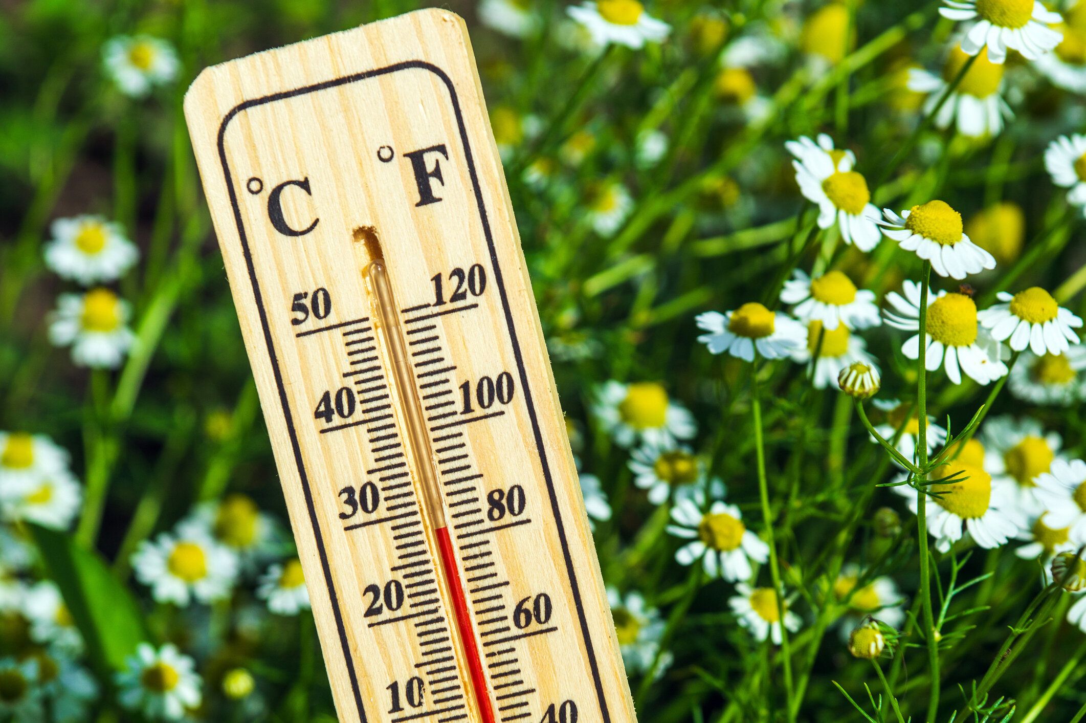 自然と花の背景に対する温度計の接写