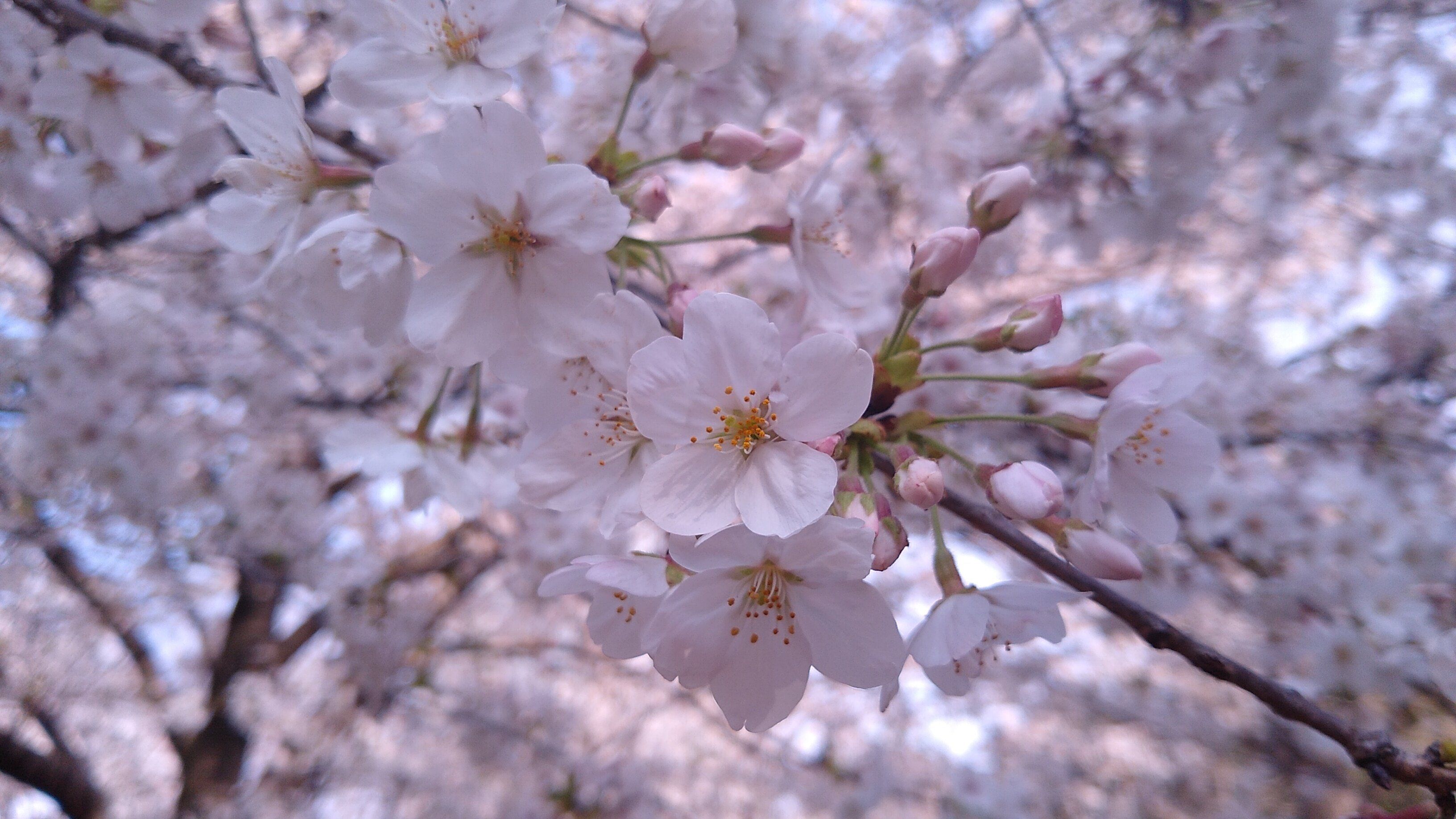 満開のソメイヨシノ
