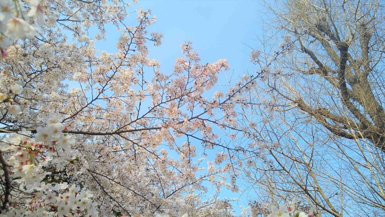 待ち遠しい！もうすぐ咲く桜とまだ咲かない桜はどうやって見分ける？気象予報士の注目ポイントを紹介