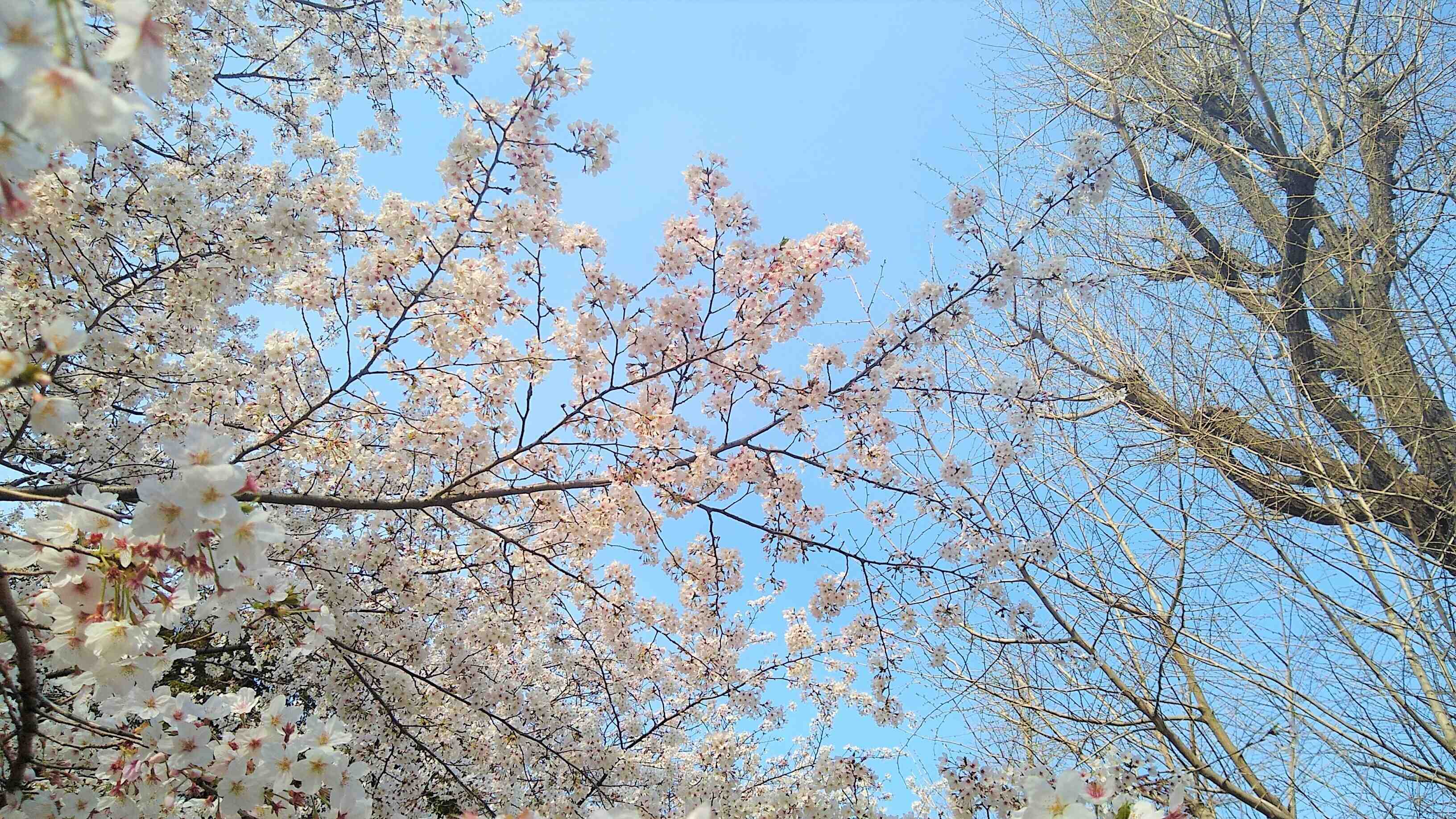 桜と青空