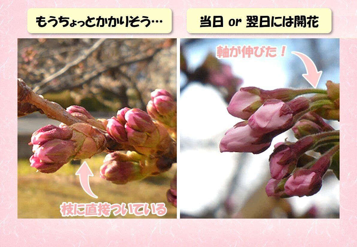 桜のつぼみ