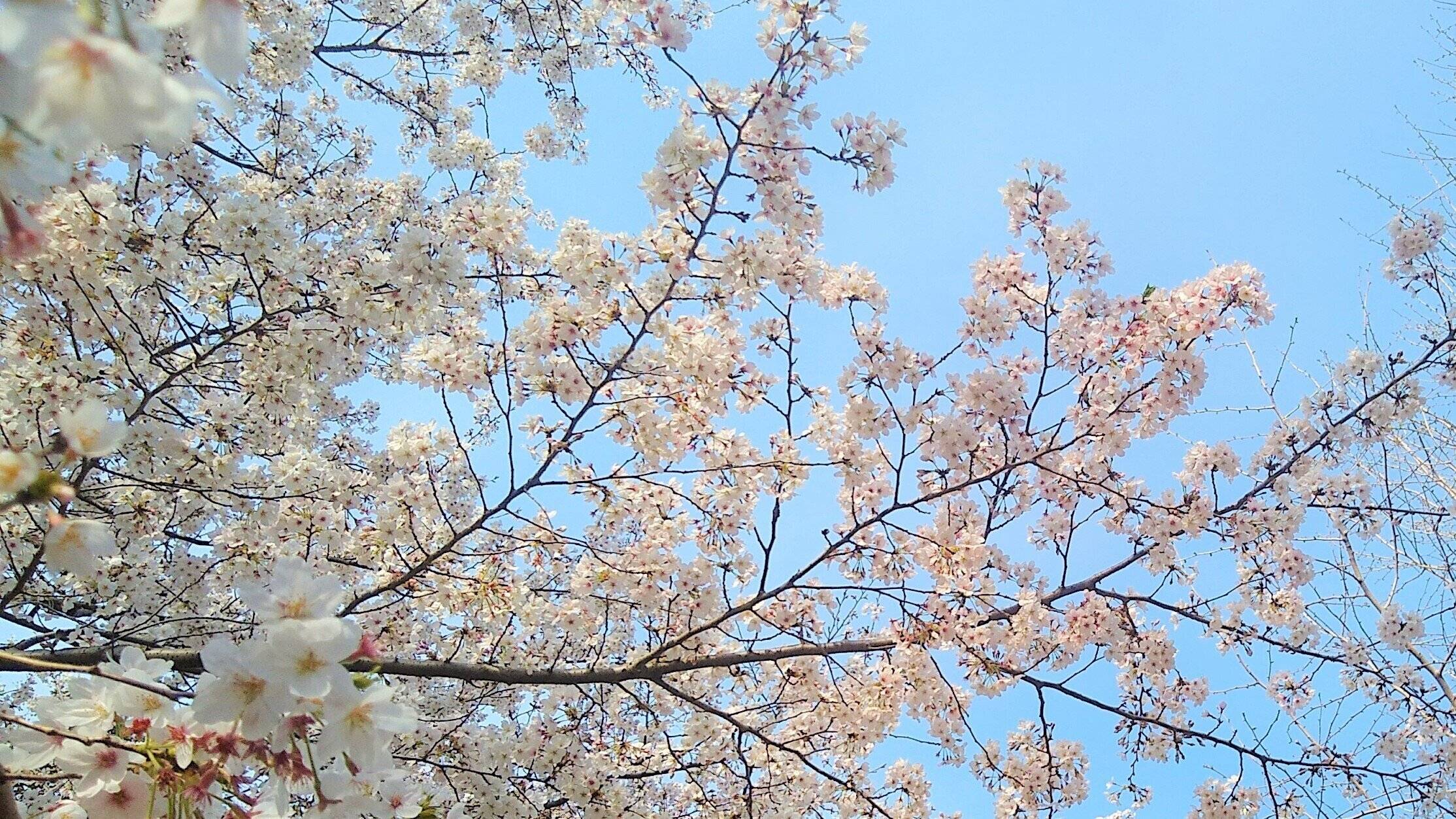 桜と青空