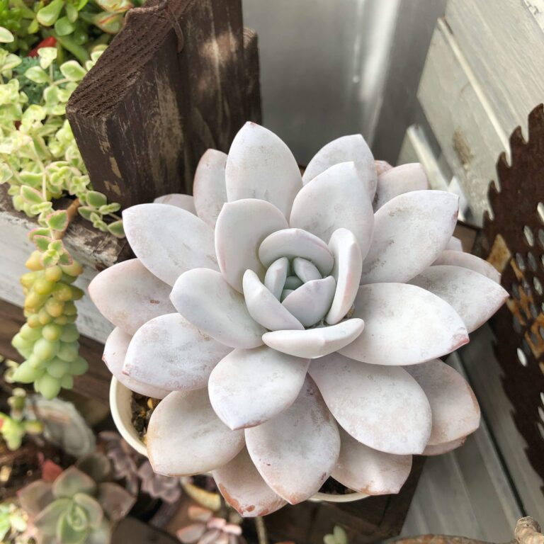 【多肉植物】水やりサボってもいいってホント!?衝撃のビフォーアフターをご紹介