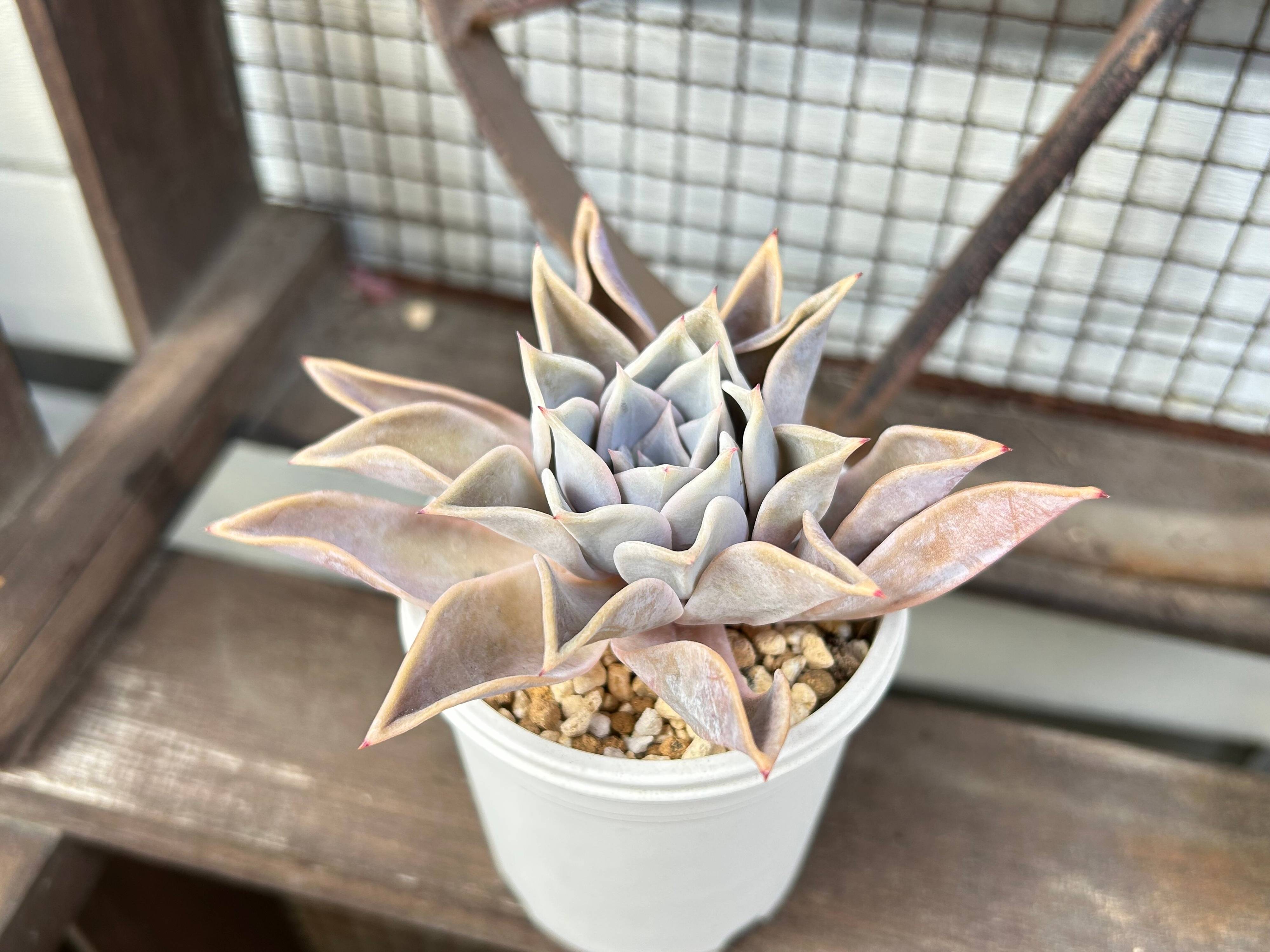 多肉植物　水やり　サボる