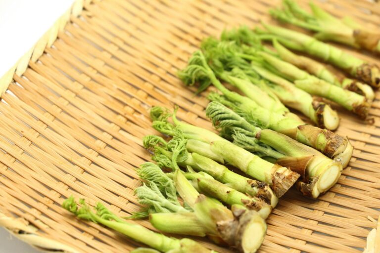 【旬食材】めったに買わないから悩ましい山菜の王様！失敗しないタラの芽の選びかたを野菜ソムリエが解説