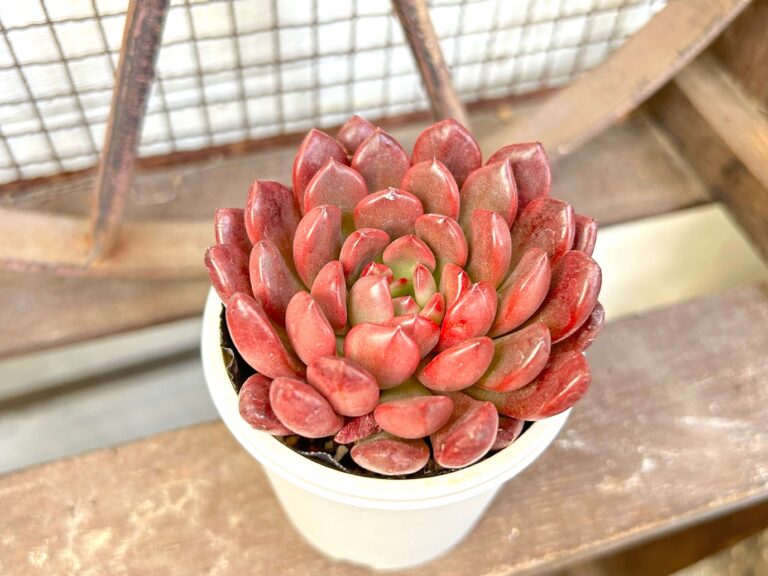 【多肉植物】即買い推奨！元気なピンクがかわいい「春色多肉」3選