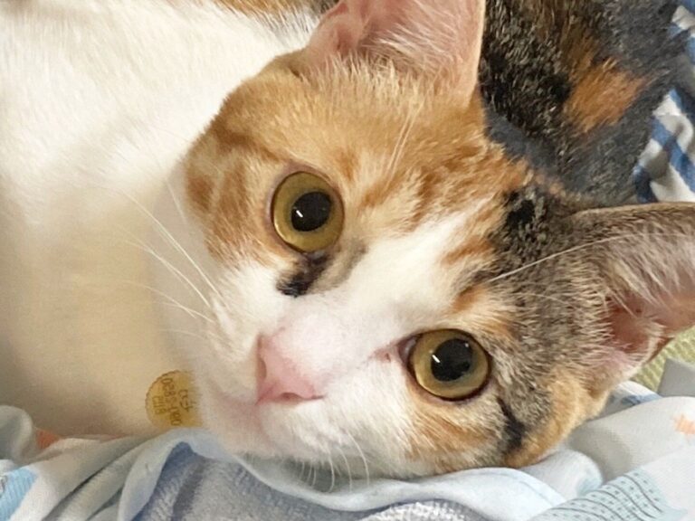 ねこを飼うのはとても大変です！でも大変に感じなくなる理由とは⁉︎