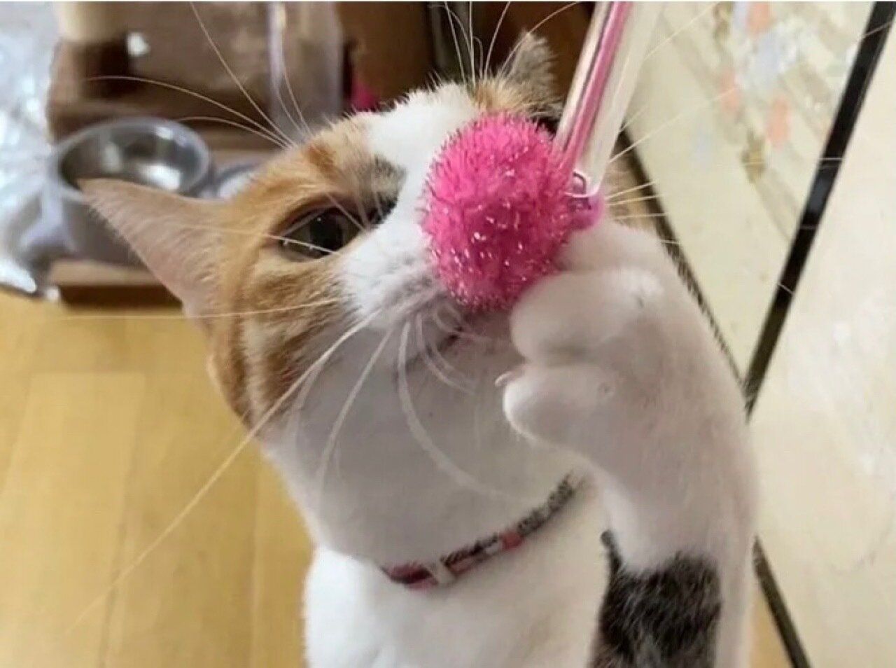 三毛猫可愛い猫の飼い方