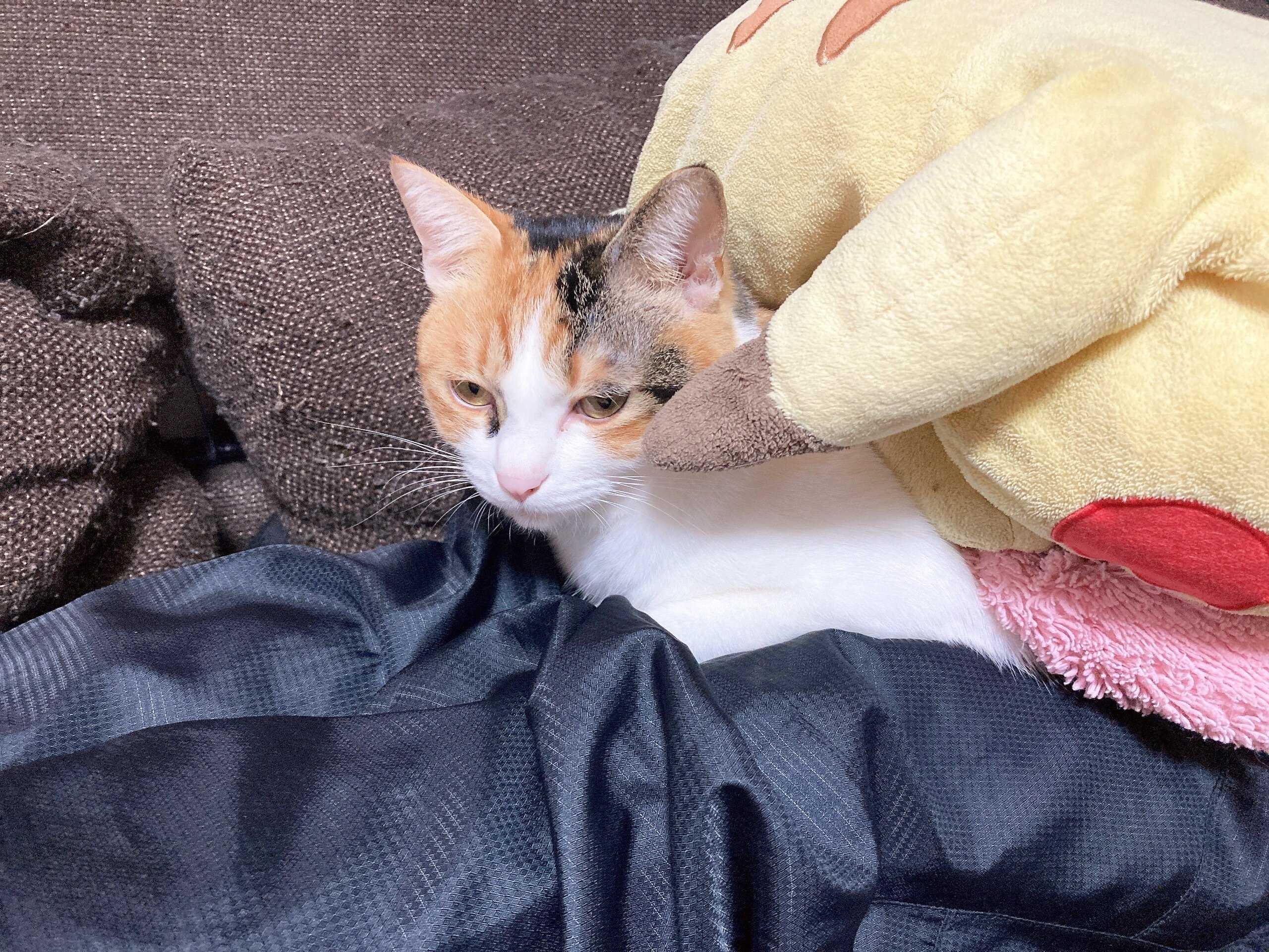 ねこかわいい画像