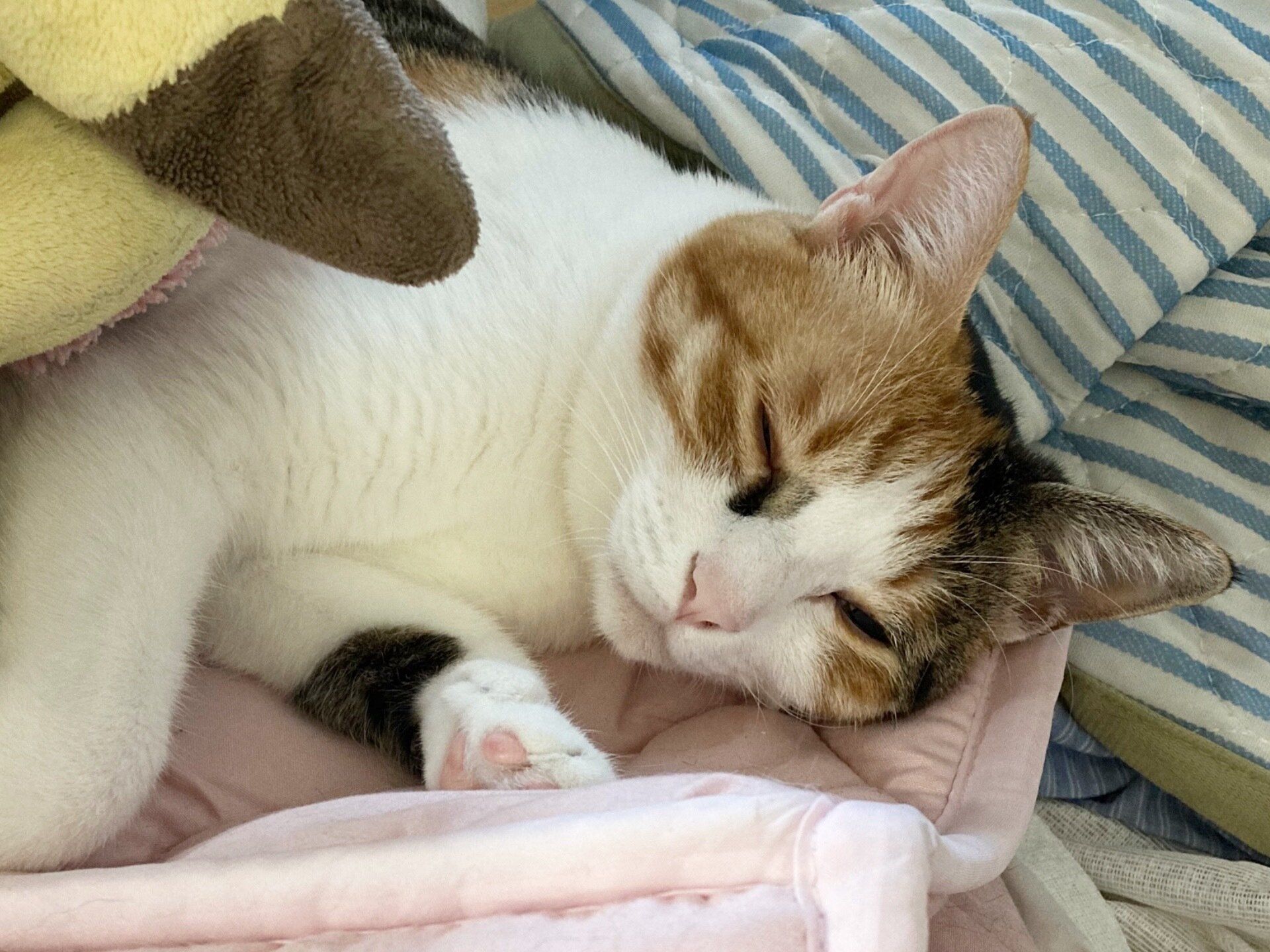 ねこかわいい写真猫