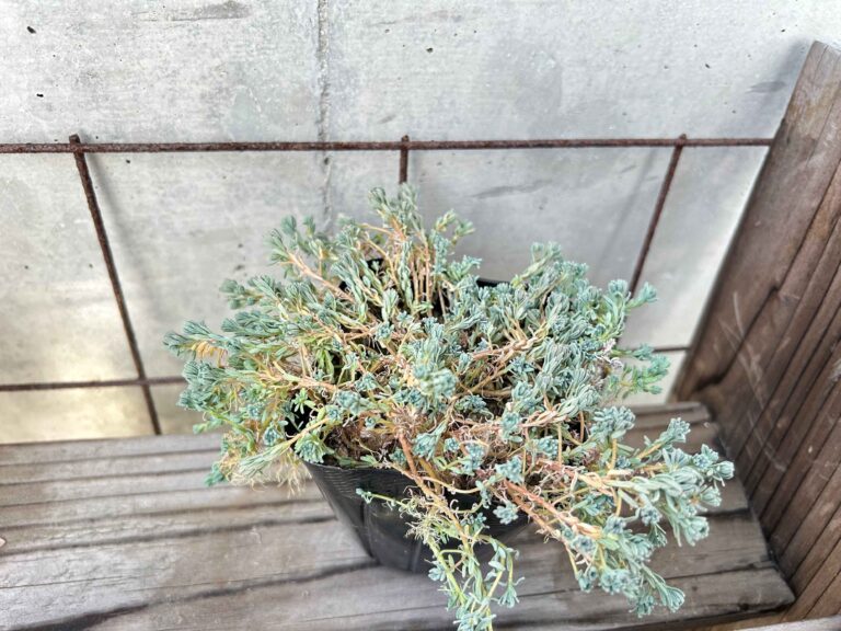 【多肉植物】水やりサボってもいいってホント⁉︎衝撃のビフォーアフターをご紹介