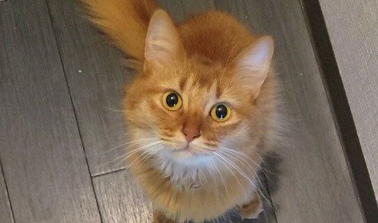 「どこいった？」楽しみに残しておいたごはんを探す愛猫 飼い主が投稿した犯人の顔がとぼけていてかわいい
