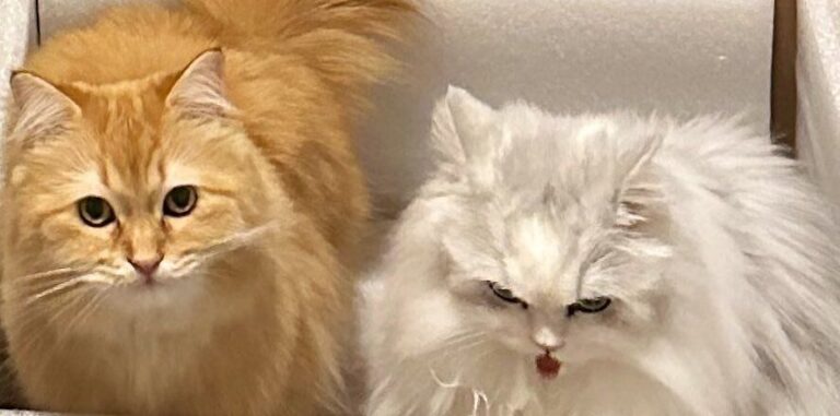 「そっちでいいんだな？」と飼い主困惑?!プレゼントにキャットワターよりもダンボールを選んだにゃんこに7.8万件のいいね