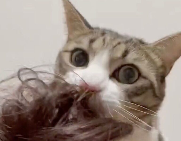 にゃんこが飼い主に愛の毛繕い!?髪の毛をカミカミして「ぜったい離さにゃい」気になる本当の理由とは