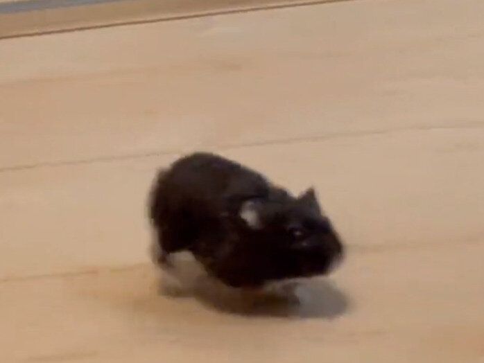 突然訪れたハプニングを華麗に回避するハムスター！かわいいと格好いいのギャップに4.2万人が胸キュン