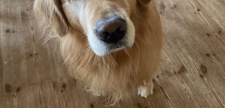 「散歩に行こう」と声をかけた飼い主。ゴールデン・レトリーバーの眼差しにハッとして自分の行動を振り返る