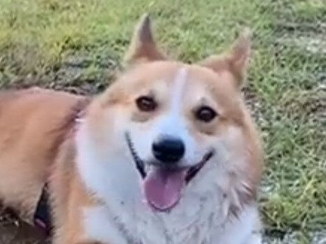 前日にシャンプーをしたコーギー。衝撃的な場所に座り込むけれど、かわいければ問題なし!?