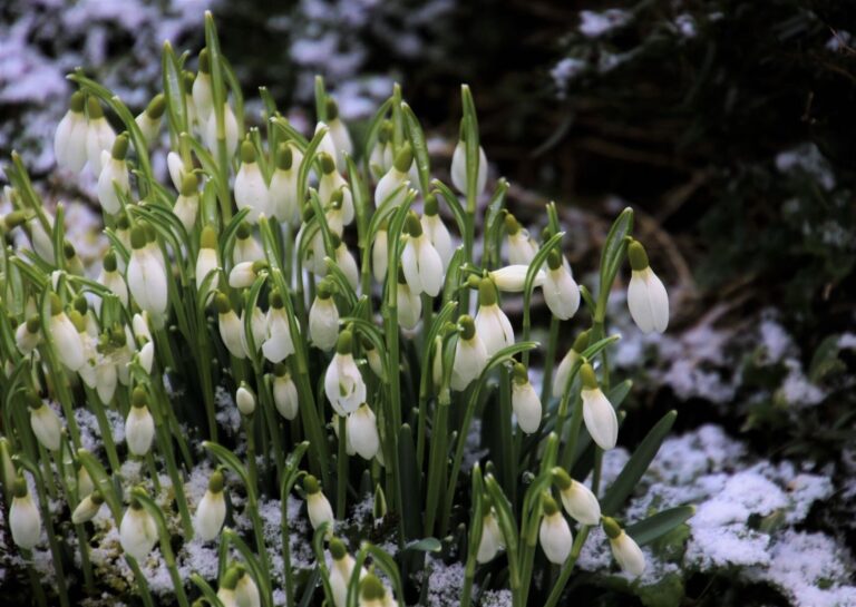 「なごり雪」はいつまで降るの？今までで一番遅かった雪は⁇春の雪の注意点を気象予報士が解説