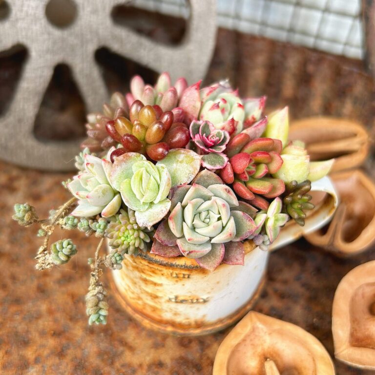 【多肉植物】常識の感覚がバグってる！ズボラさんも安心の「衝撃の生命力」エピソード3選