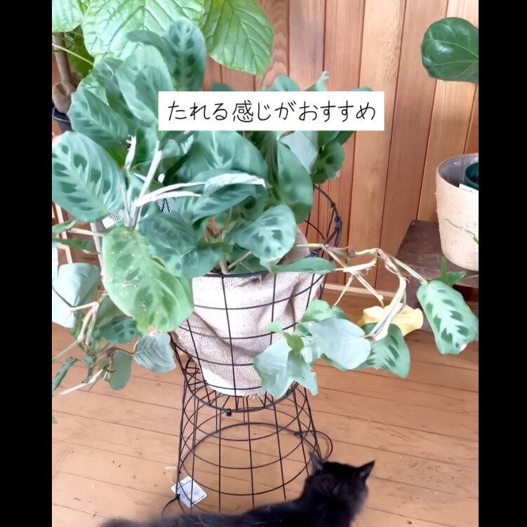 【ダイソー】乗せるだけでOK!ワイヤーバスケット花台