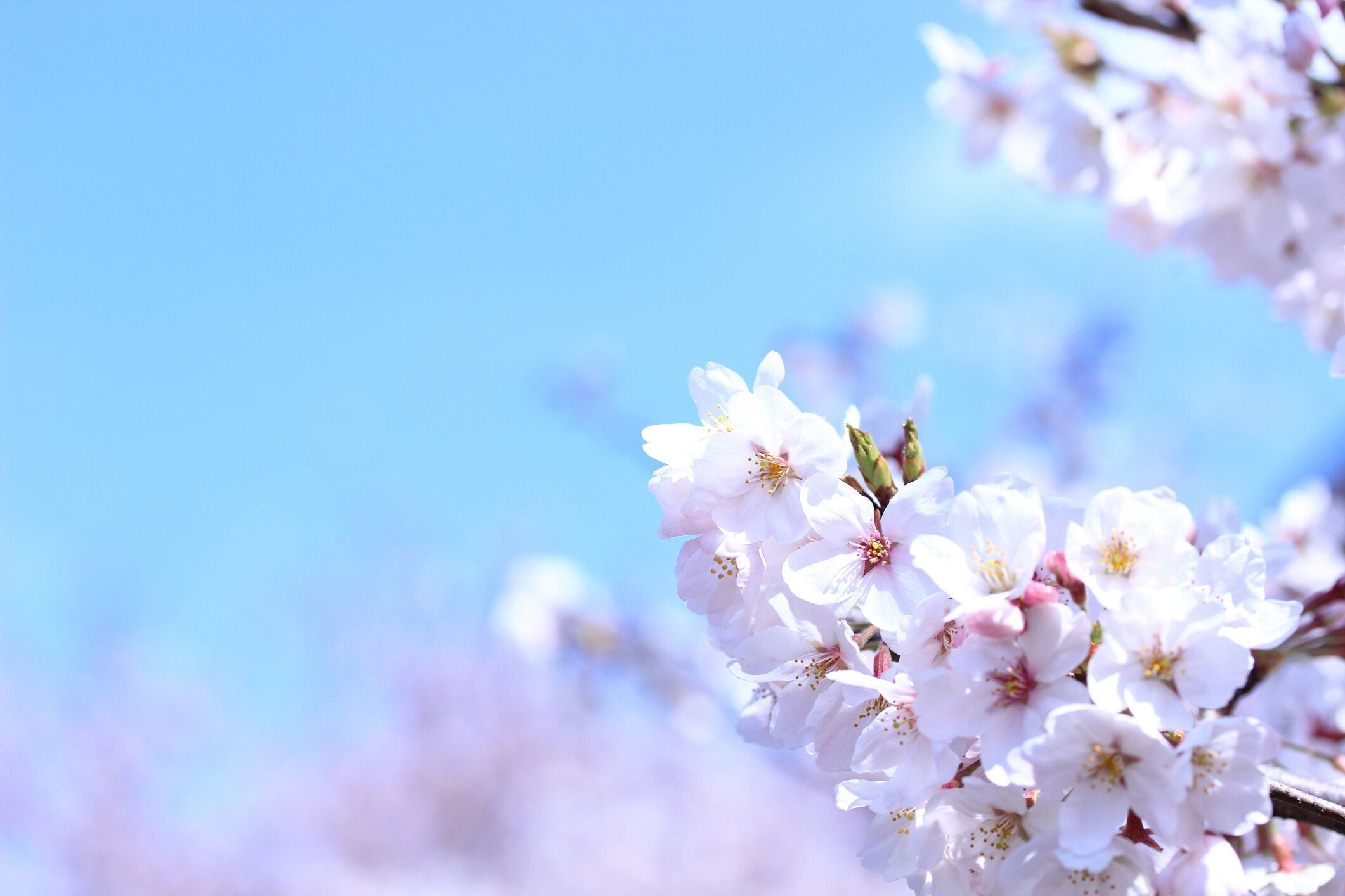 さくら(無吉野)