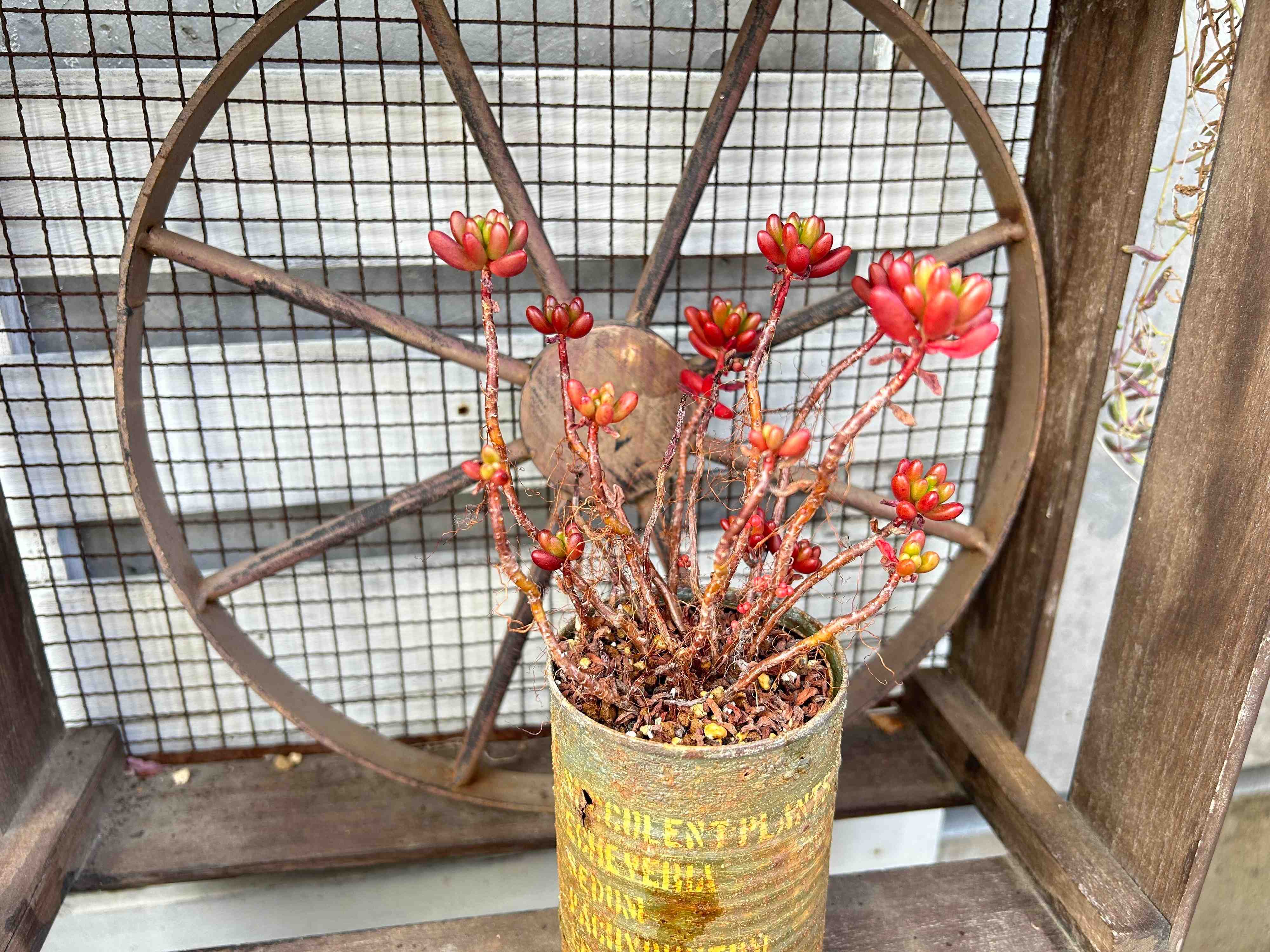 多肉植物　生命力