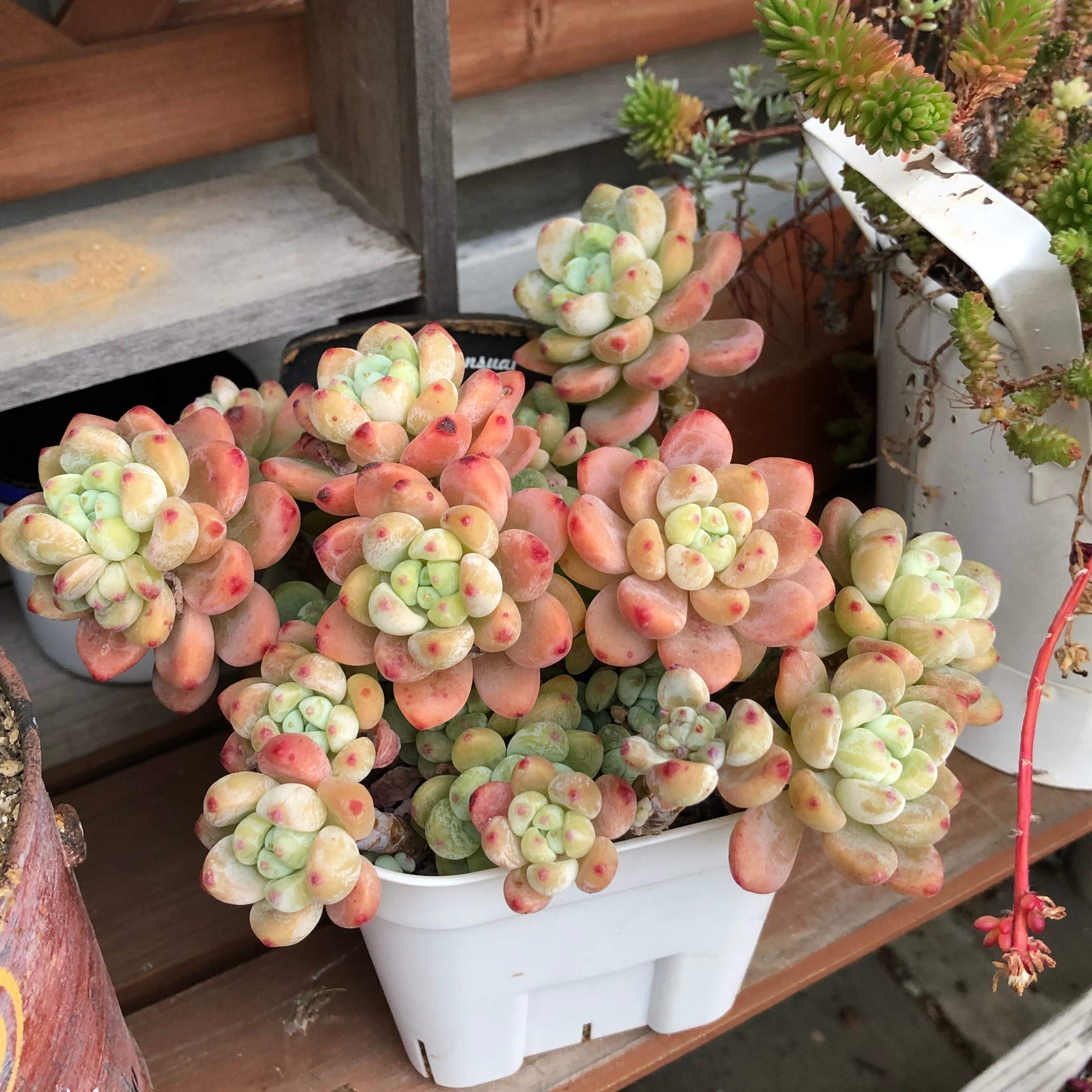 多肉植物　選び方