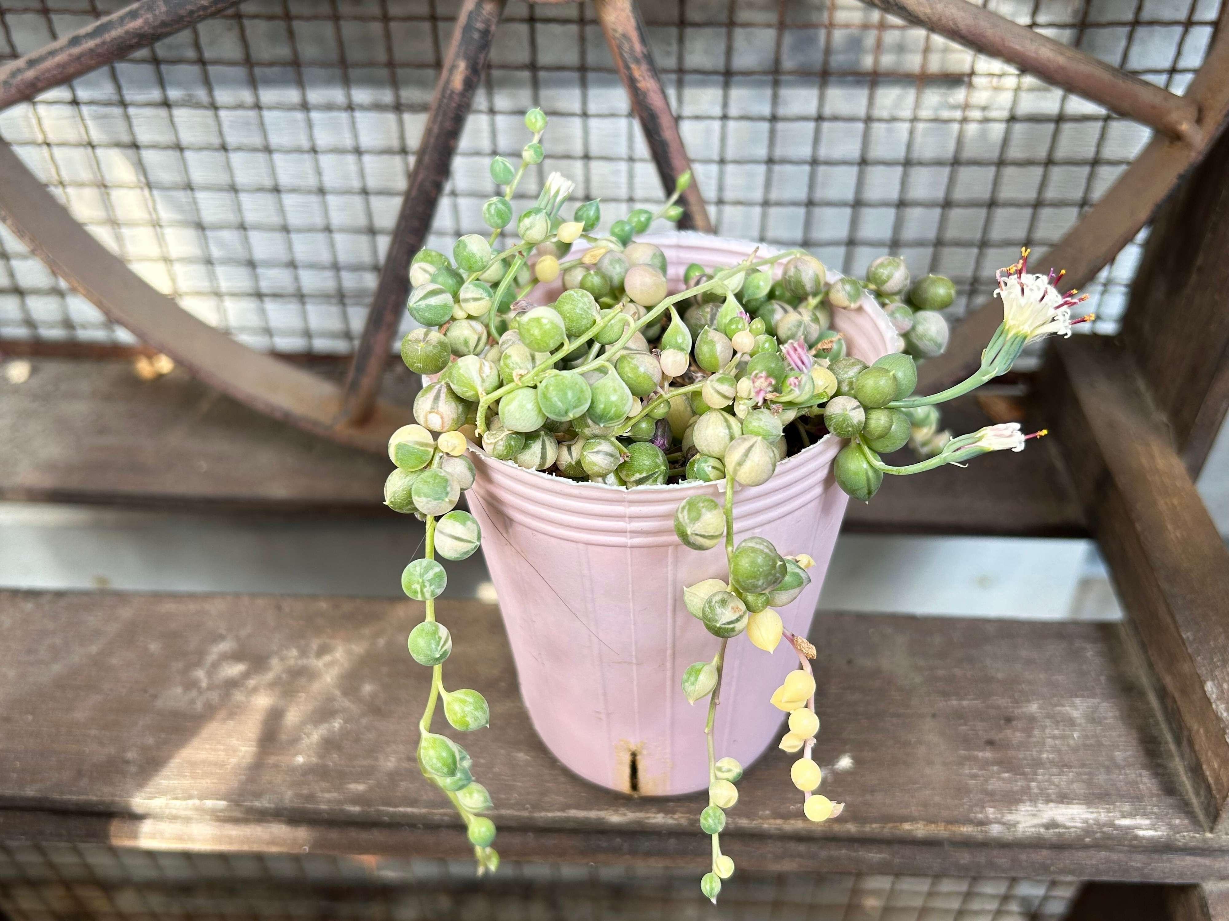 多肉植物 レア品種 斑入りグリーンネックレス