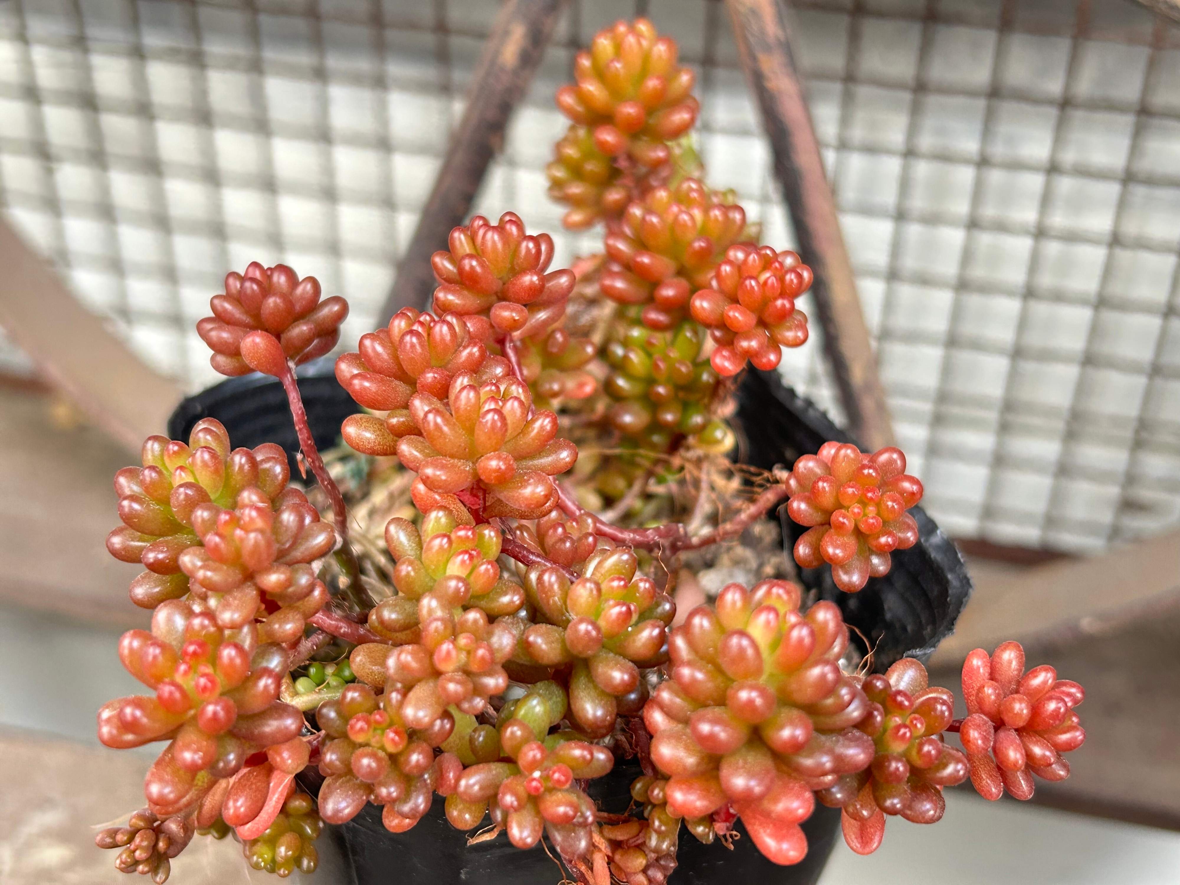 多肉植物 レア品種 レッドベリー