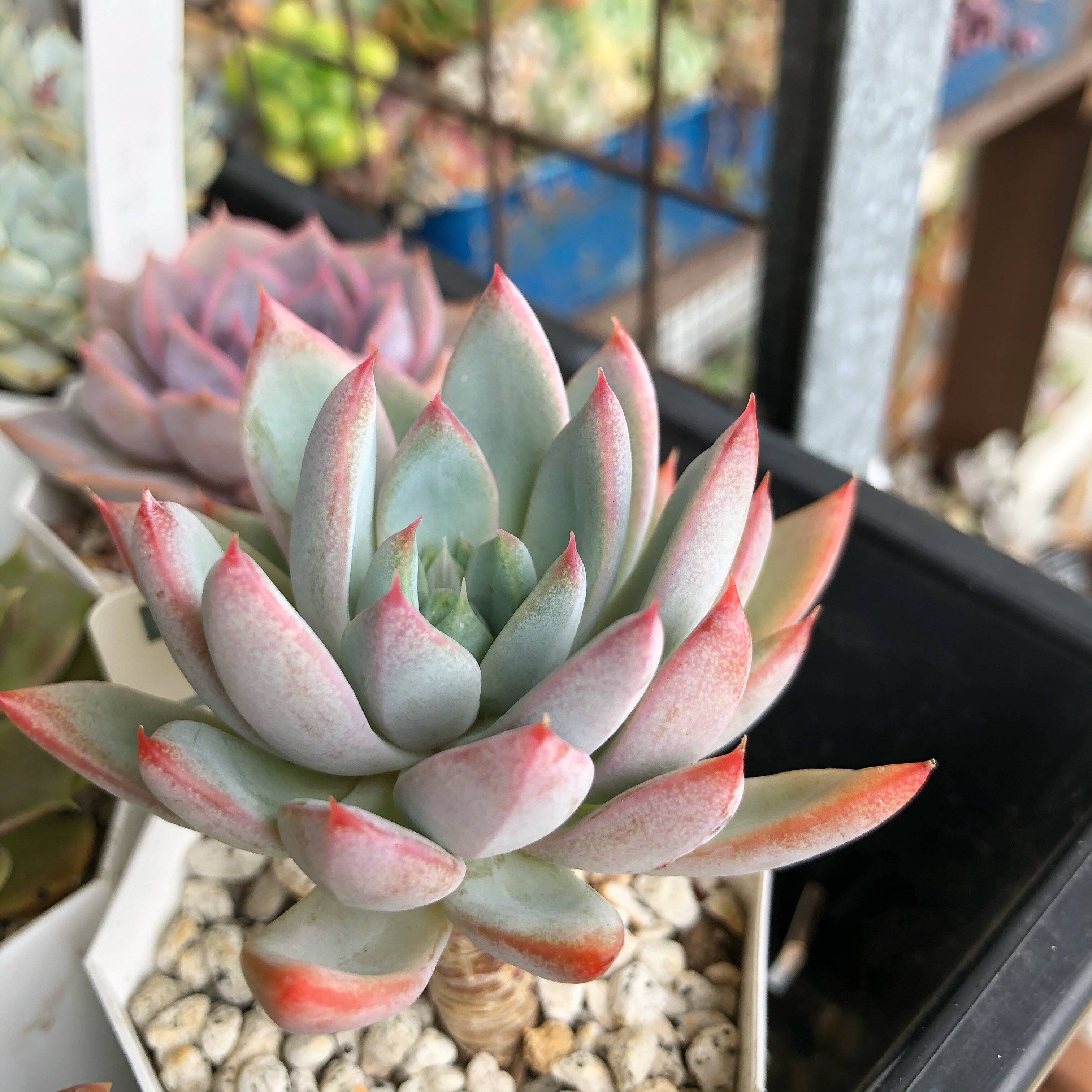 多肉植物　水やり　サボる