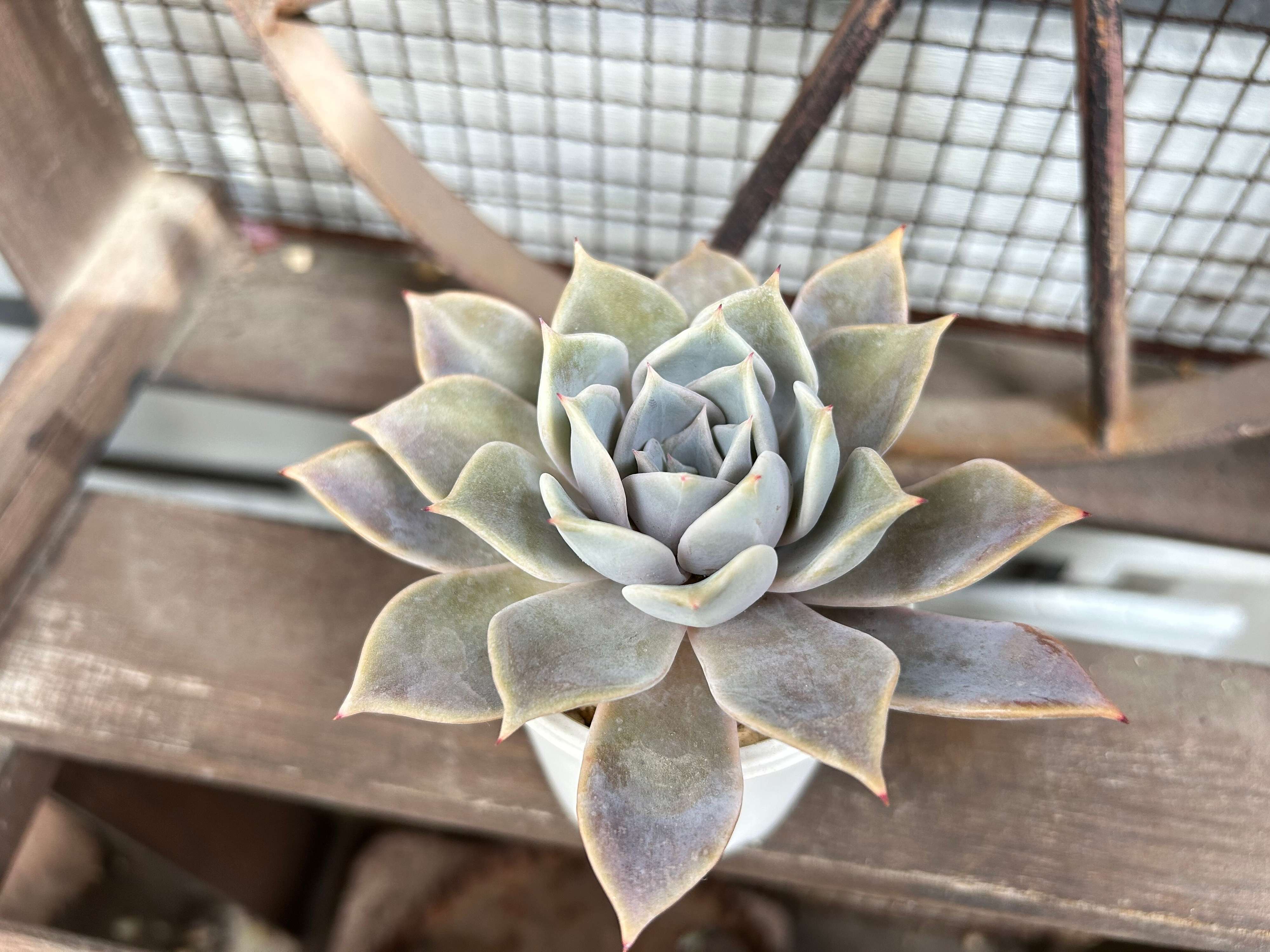 多肉植物　水やり　サボる